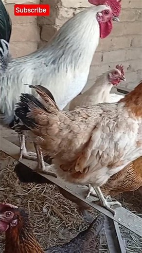 Adorable Chickens Chilling Together in Cage 🐔❤️