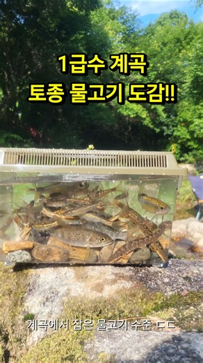 평창 1급수 계곡에서 잡은 토종 물고기 5종 도감!! feat. 캠핑장 미니 아쿠아리움