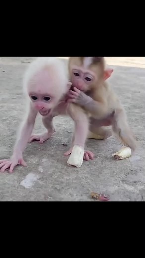 Adorable Baby Monkeys Playing Together