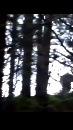 Gigantic Bigfoot on Camera Throwing Tree Off Ridge!