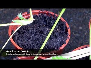 Plant Reproductive Adaptations: Runners and Rhizomes