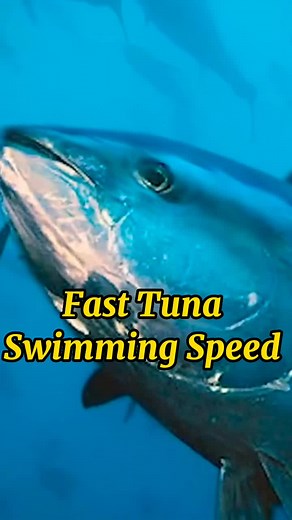 Fastest Swimming Tuna Fish: Incredible Speed and Migrations