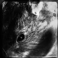 Decline Of The I - Rebellion