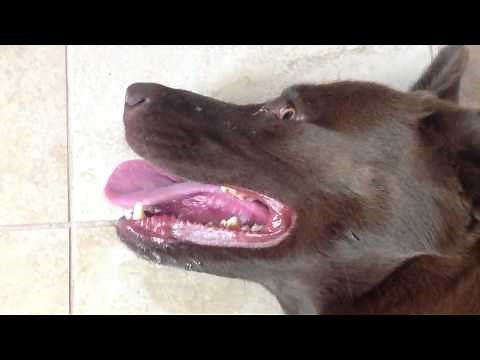 FASTEST BREATHING DOG IN THE WORLD!!!