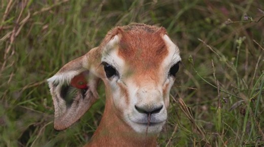 The 2025 baby boom at the North Carolina Zoo