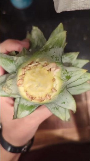 How to plant pineapple tops