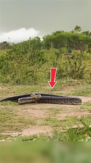 Python Attacks a Lioness… Will She Survive?