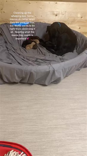 Plastic kiddie pools with a blanket and fitted sheet make awesome whelping boxes! #whelping #puppies #labcross #cleanup #fyp @fosteringhoperescue #rescuedog #chocolatelab #blacklab #goldenlab