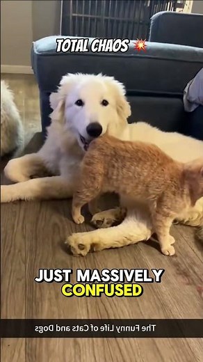 Why Cats And Dogs Fight (They're Speaking Different Languages)#dogvscat #dogfacts #catfacts