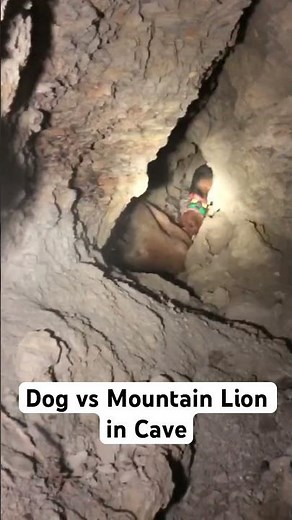 Dog Vs Mountain Lion in Cave!!! 35 Feet Underground!!!