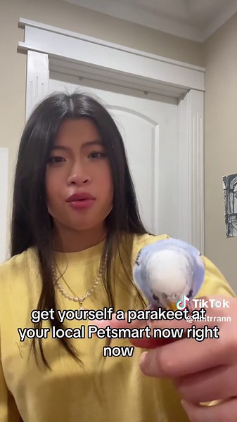 Why Get a Parakeet: The Smart and Lovable Pet Choice