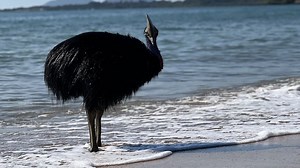 VIDEO: Cassowary filmed swimming at sea