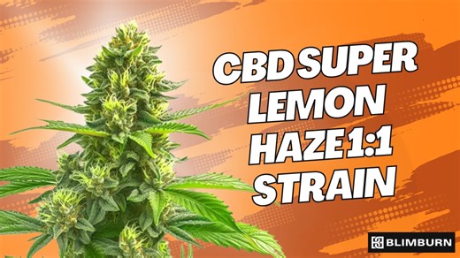 CBD SUPER LEMON HAZE (1-1) STRAIN