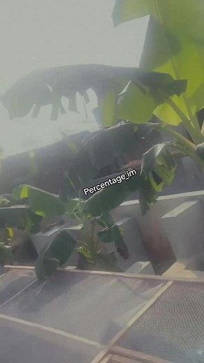 Small Fish Farming Process: Catching and Preparing