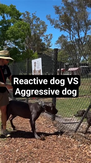 What’s the difference between a reactive and aggressive dogs?