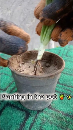 Aloe Vera Growth 🌵 | From Pup to Plant