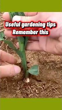 Useful Gardening Tips to Remember | Simple Garden Hacks for Healthy Plants! #short