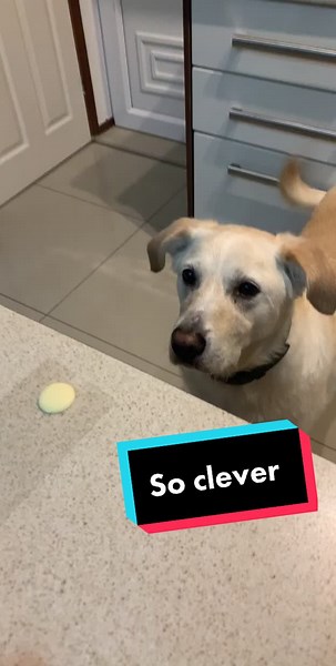 Clever Labrador Demonstrates Intelligence in Adorable Video