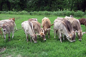 7 Difference Between Holstein and Brown Swiss (With Table) - Animal Differences