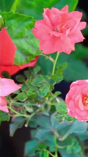 Nature Beauty: Gorgeous Pink Roses 🌸💗 #shorts #nature