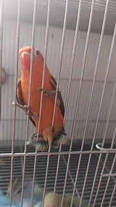 Handfeed Babies 2x feeding lang buhay lahat mabilis lang lumaki at Lumilipad na HOBBY NI DADDY Handfeeding Formula😉 🐣Bilis laki, Bilis Lipad🦅 💯🦜❤️ #hobbynidaddy #handfeedingbirds #handfeeding #handfeedformula #forevergrateful | HOBBY NI DADDY