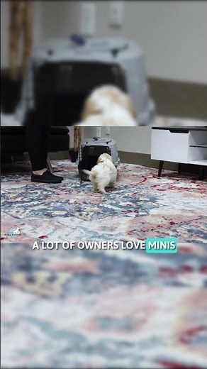 Cavapoo Size Guide: Mini Cavapoo Part 2