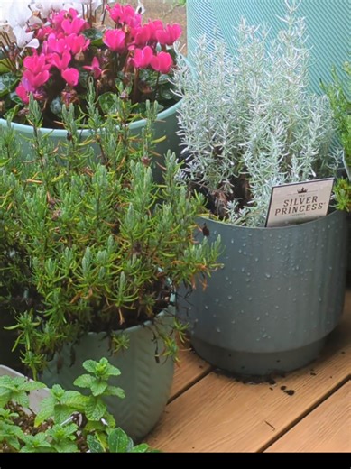 Sometimes I pause to look at my outdoor plants too. Pretty herbs, lavender and cyclamen 😍#plants #gardengirl #lavender #herbs #basil