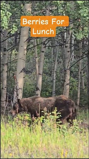 Brown Bear Eating Berries | Canada Wildlife