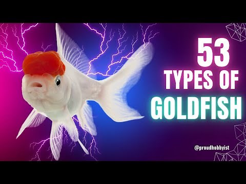 53 Types of Goldfish | Goldfish variant | Types of Goldfish | Goldfish varieties | Proud Hobbyist
