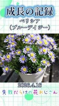 【成長の記録】ベリシア（ブルーデイジー）#shorts #ガーデニング #ブルーデイジー #flowers