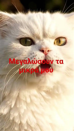 Παιδιά, να γιατί άνθρωποι και γατιά γεννάνε την άνοιξη... #shorts