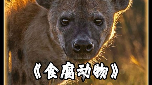 食腐动物吃腐肉不中毒？揭秘秃鹫胃酸有多狠！.