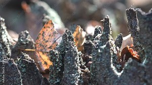 Blue moss covers the remains of a rotting stump. View macro plants in wildlife