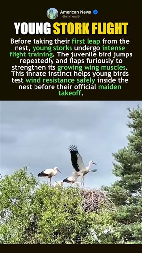 HOW YOUNG STORKS PRACTICE FIRST FLIGHT