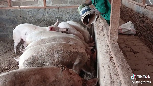 King Farms in Kitengela: A Glimpse into Pig Farming in Kenya