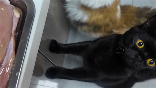 做猫饭和松果吃播