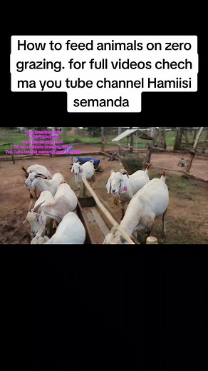 Hamiisi semanda on TikTok