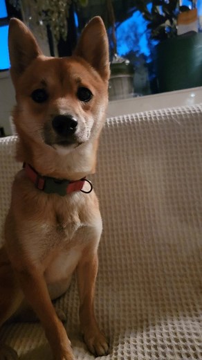 🚨🐾 Emergency Rescue Alert! 🐾🚨 Meet our newest rescue — a sweet one-year-old red Shiba Inu. We had to coordinate her pull across three states in under 25 hours due to an eviction. 💔 She is underweight and a bit fearful of her new surroundings, but the amazing pack at Shiba HQ has already reached out to comfort her. 💕 ✨ Now we need YOUR help: 1️⃣ Name This Shiba! We want you to help us give her the pawfect name 🐕❤️ Please make sure it’s not a repeat — you can check our previously adopted na
