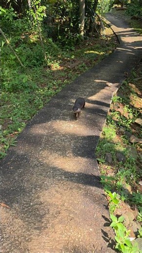 Amoy, don't go too far or you'll get left behind ll Amoy, don't go too far #siboni #sibona #otter...