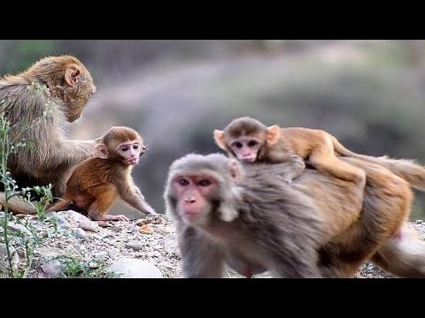 Stop Monkeys from Destroying your garden!