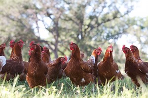 Out of the cage and onto the grass: Helping pastured eggs go mainstream
