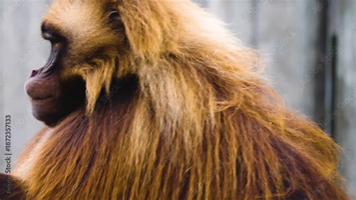 Close up of a baboon monkey mating with each other while moving around a rock on a sunny day