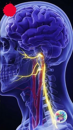 Why Your Stomach "Feels" Your Emotions