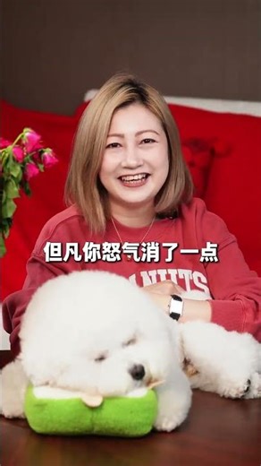 Bichon Frise: The Smartest Pooch Unmasked