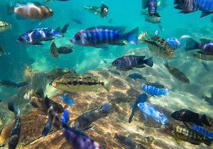 Conheça o Lago Malawi e seus incríveis peixes - MyAquarium