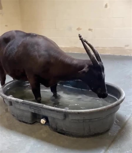 Baby Bean the anoa enjoying extra cool splashes behind-the-scenes at our Asian Forest Sanctuary. 💦 With the warm temperatures this weekend, our animal care teams provide our animals with plenty of enrichment to beat the heat - including popsicles, sprinklers, and ice treats. The animals also have plenty of shaded areas, fresh water, misters, and pools throughout their habitats. 📷: Keeper, Amanda | Point Defiance Zoo & Aquarium