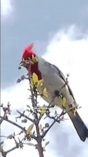 Cardenal copete rojo en libertad #cantodeaves