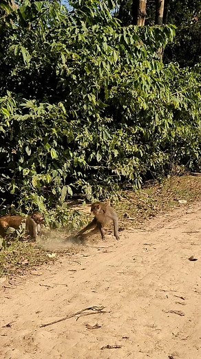The monkey's trying to fight other monkey😯🤣 . . . . . . . . . . #MonkeyTales #monkeyfight #monkeyfun | Monkey Tales