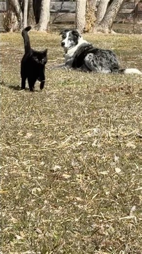 As if I needed another supervisor 😆