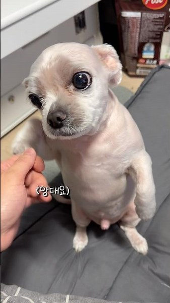 포도 납치 교육